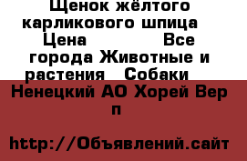 Щенок жёлтого карликового шпица  › Цена ­ 50 000 - Все города Животные и растения » Собаки   . Ненецкий АО,Хорей-Вер п.